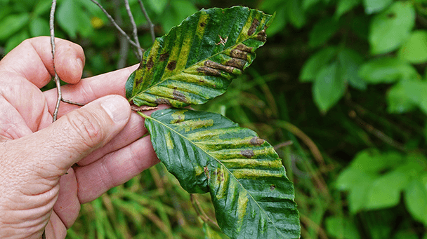 Pest And Disease Beech Leaf Disease Sideimage 608X341