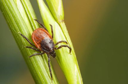 Ticks