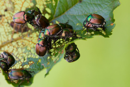 Japanese Beetle Infestation On Trees