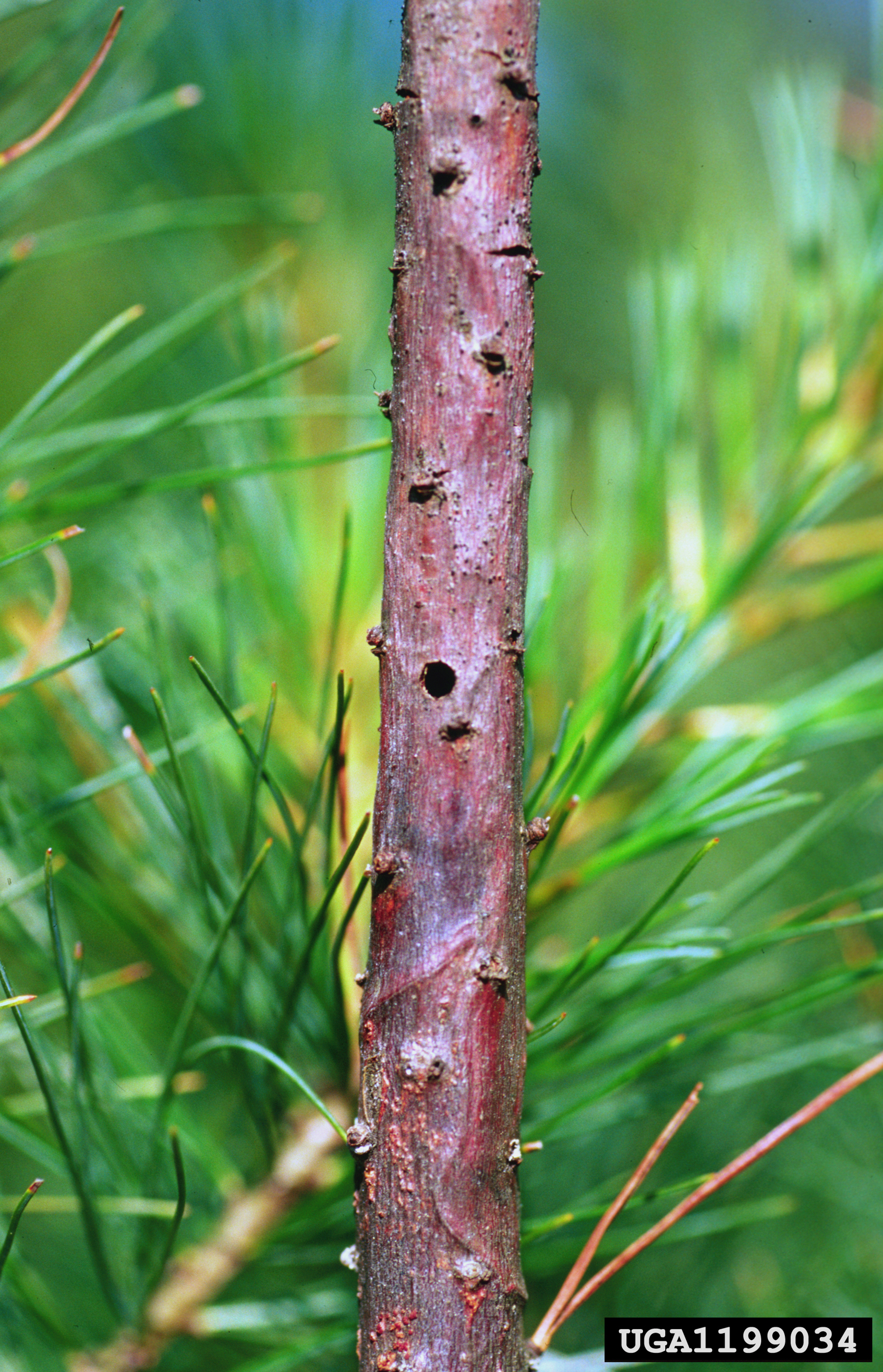Massachusetts Why Is My Pine Turning Yellow