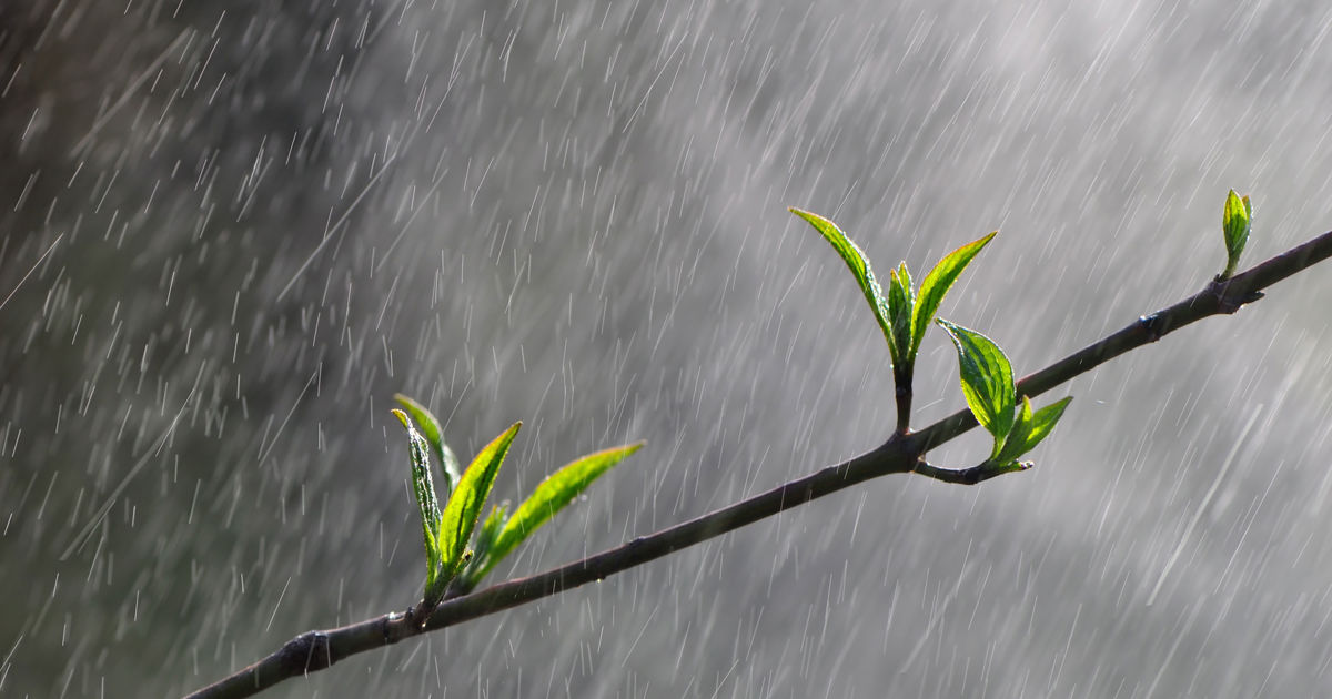 Boston Tree Care: Signs of Overwatered Or Underwatered Trees