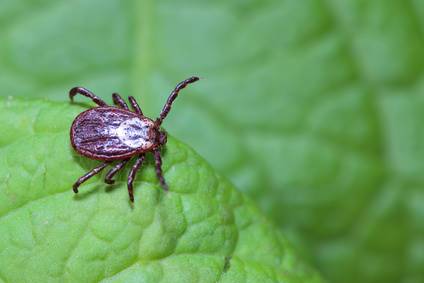 Tick Treatment near Boston and Cape Cod