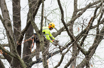 Winter Tree Care Dormant Pruning
