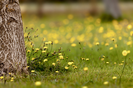 Dandelions Weeds 