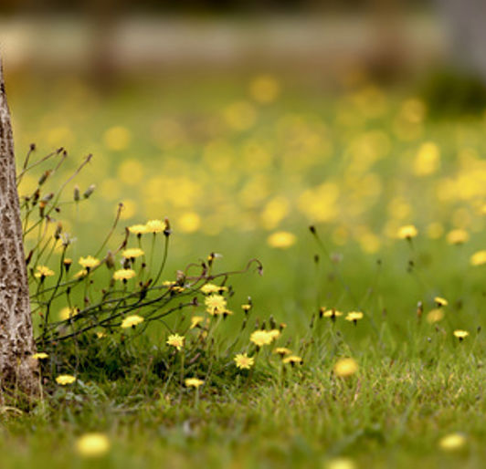 Dandelions Weeds