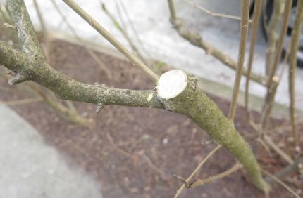Privet 1 Rejuvenate