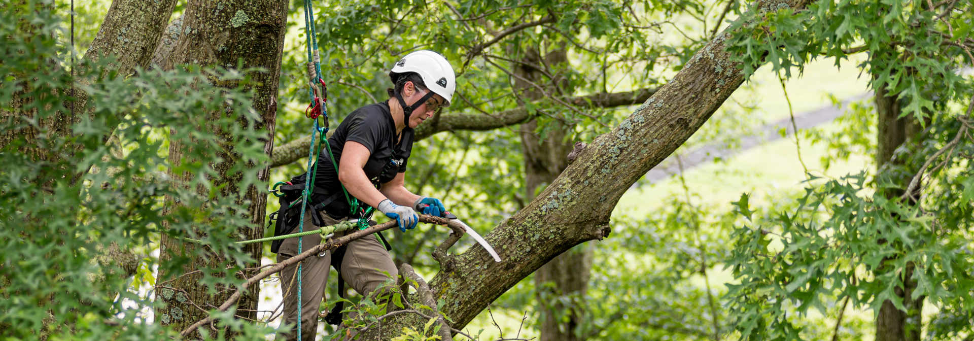 Tree Trimming