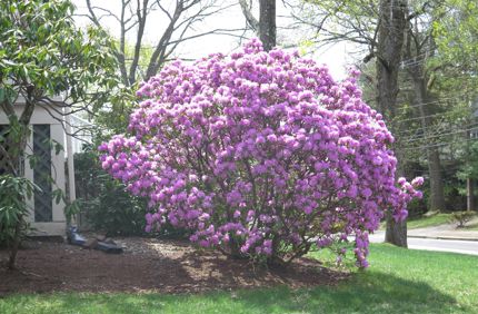 Rhodie