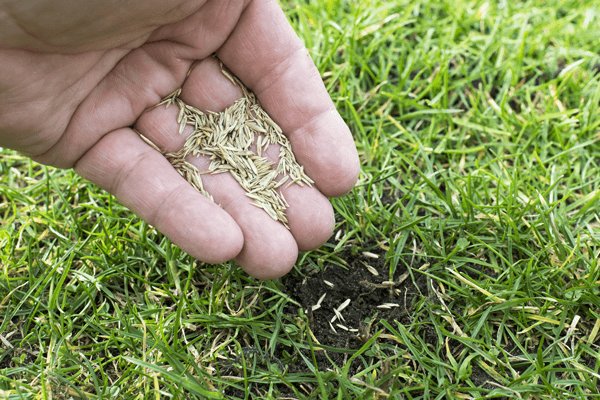 When To Plant Grass Seed In Spring