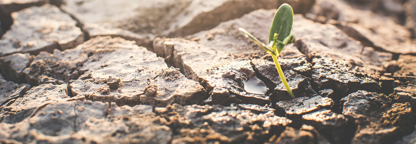 Heat Stress On Plants