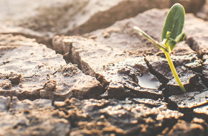 Heat Stress On Plants