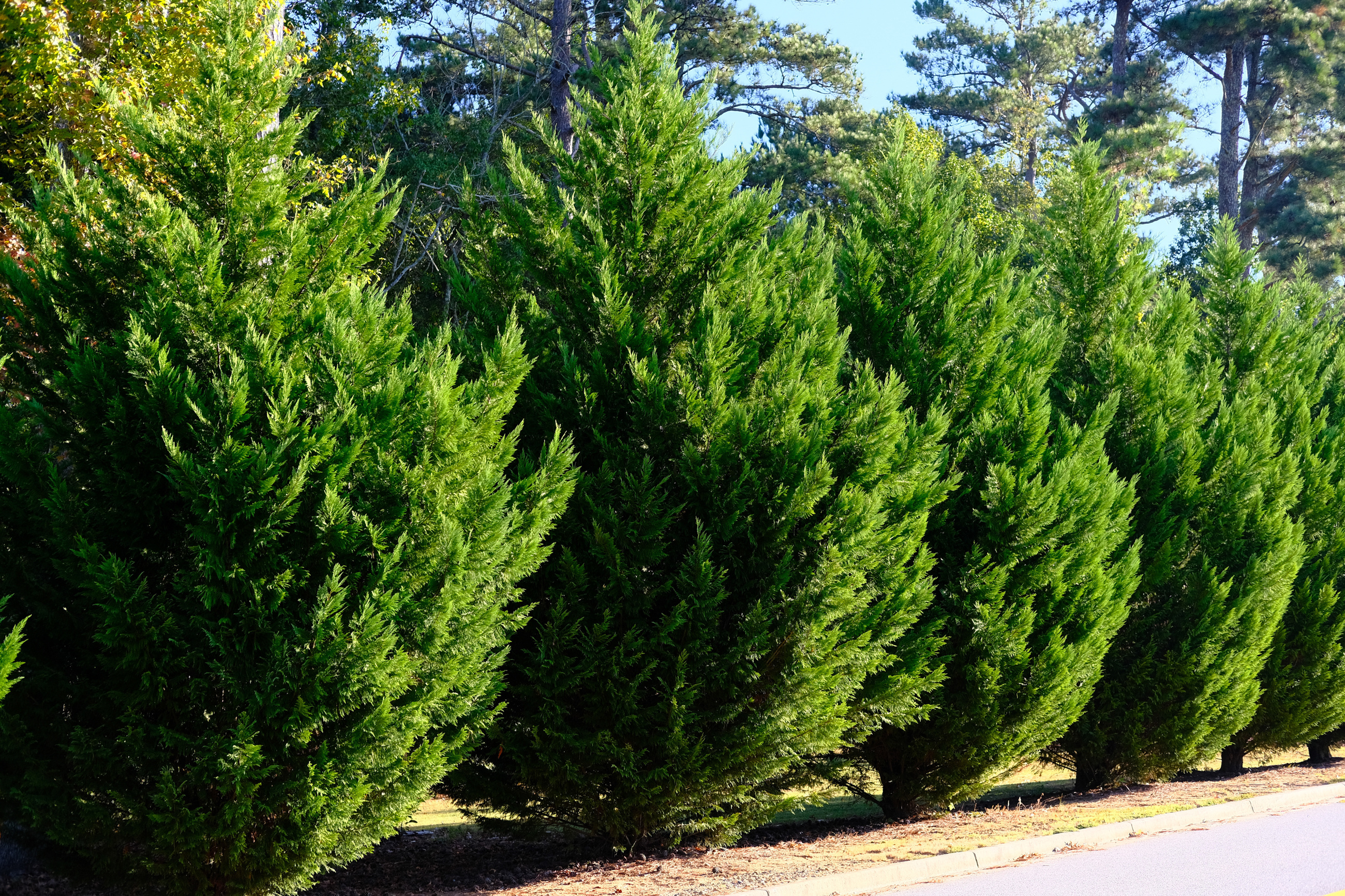 Best Fast Growing Trees for Privacy In Massachusetts