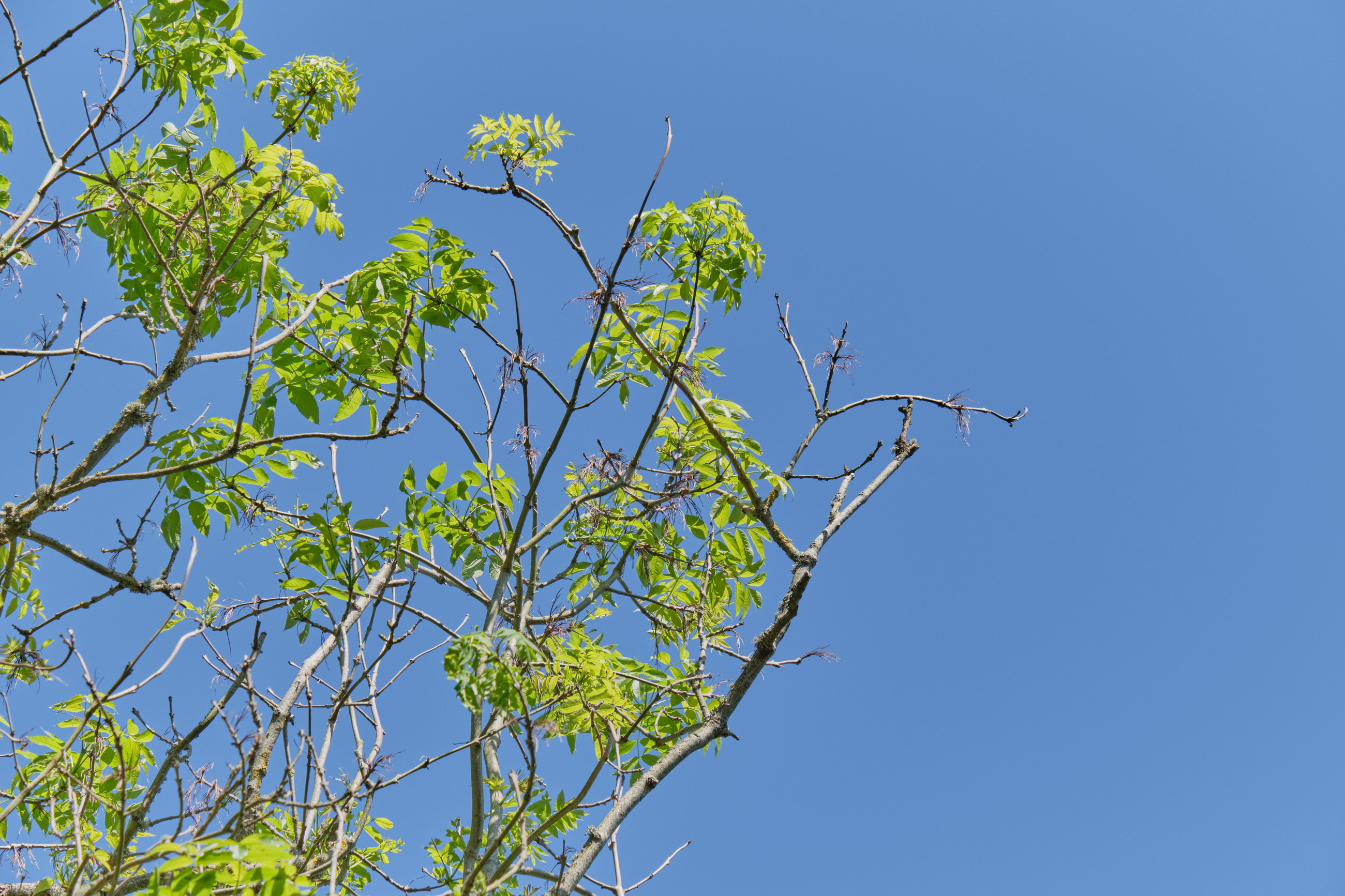Ash Dieback