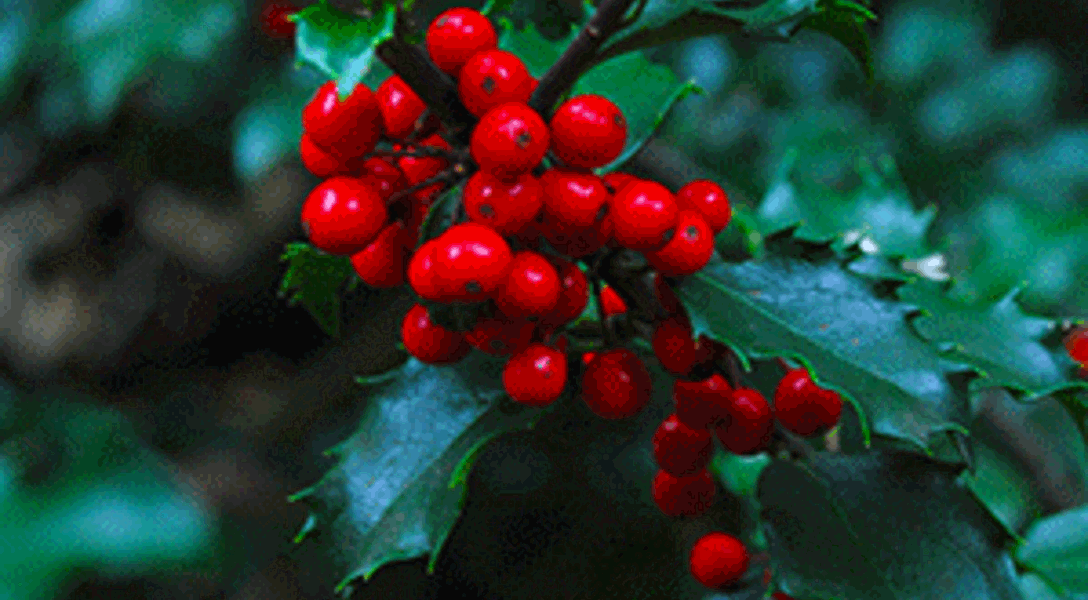 Holly Resize