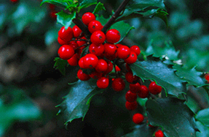 Holly Resize