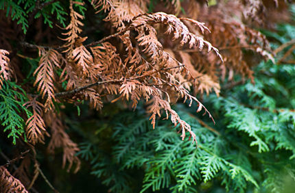Winter Burn