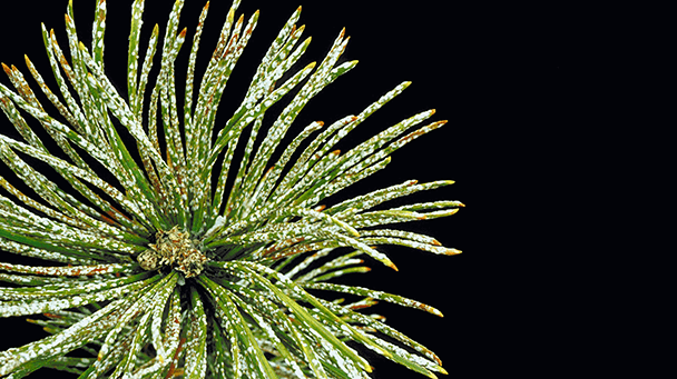 Pest And Disease Center Scale Insects Sideimage2 608X341