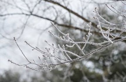 Winter Branch