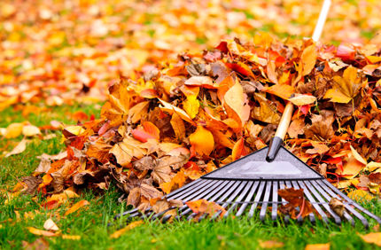 Leaves In Yard