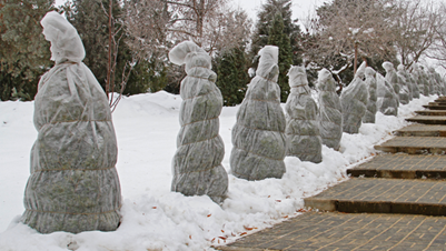 Winter Tree Care Tree Protection