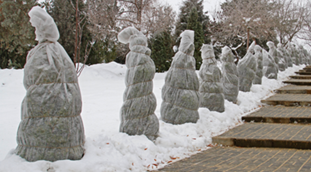 Winterize Small Tree How To Winterize Trees & Shrubs In Massachusetts