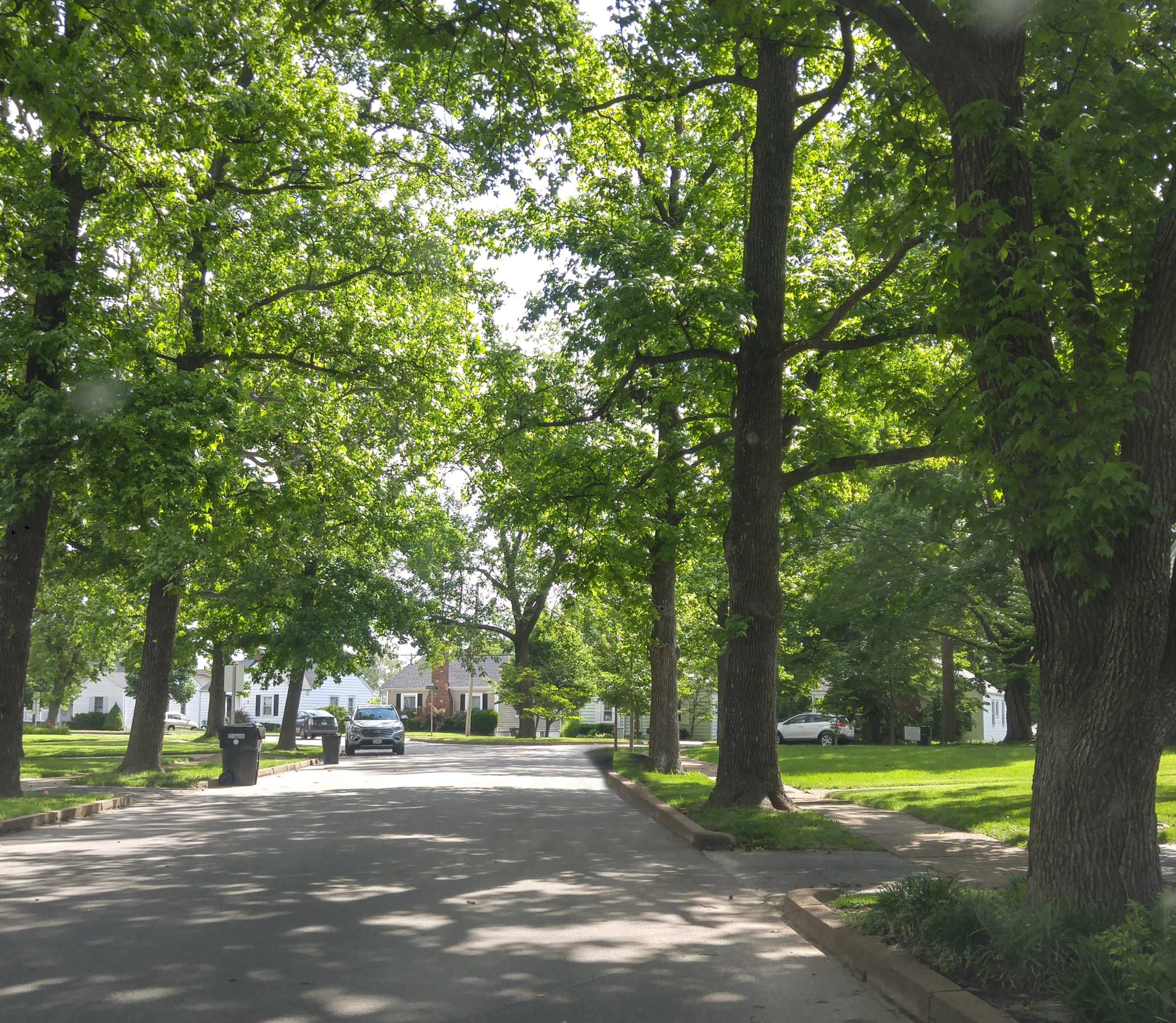 Trees Residential Street