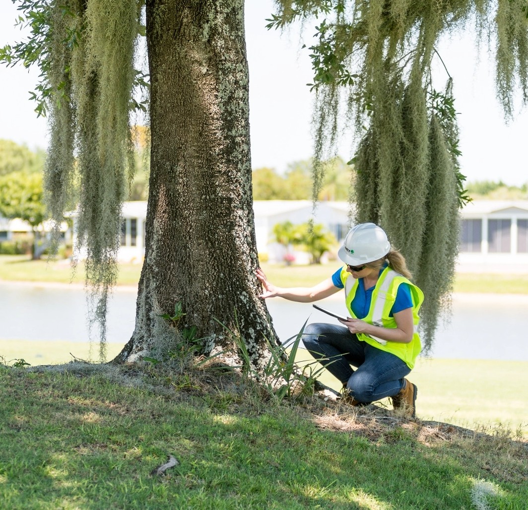 Commercial Tree Safety Boston & Cape Cod