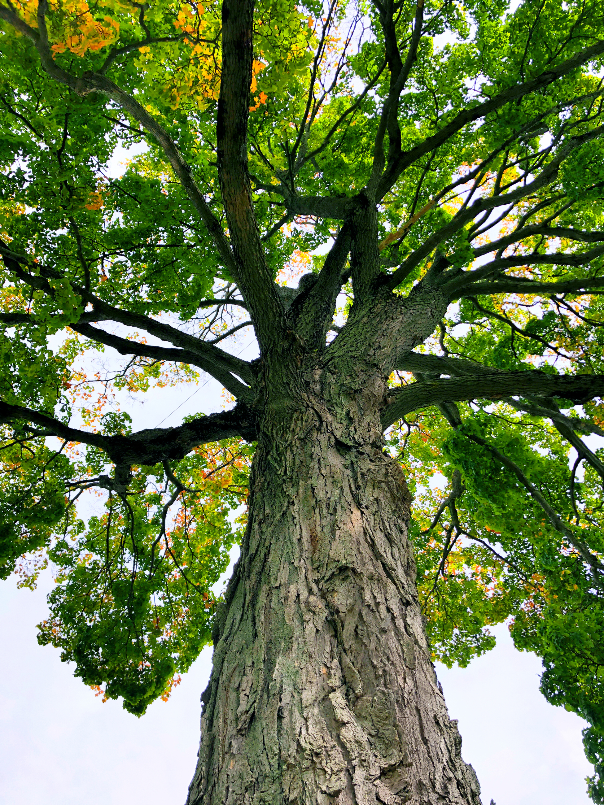 Boston Tree Services & Shrub Care By Hartney Certified Arborists