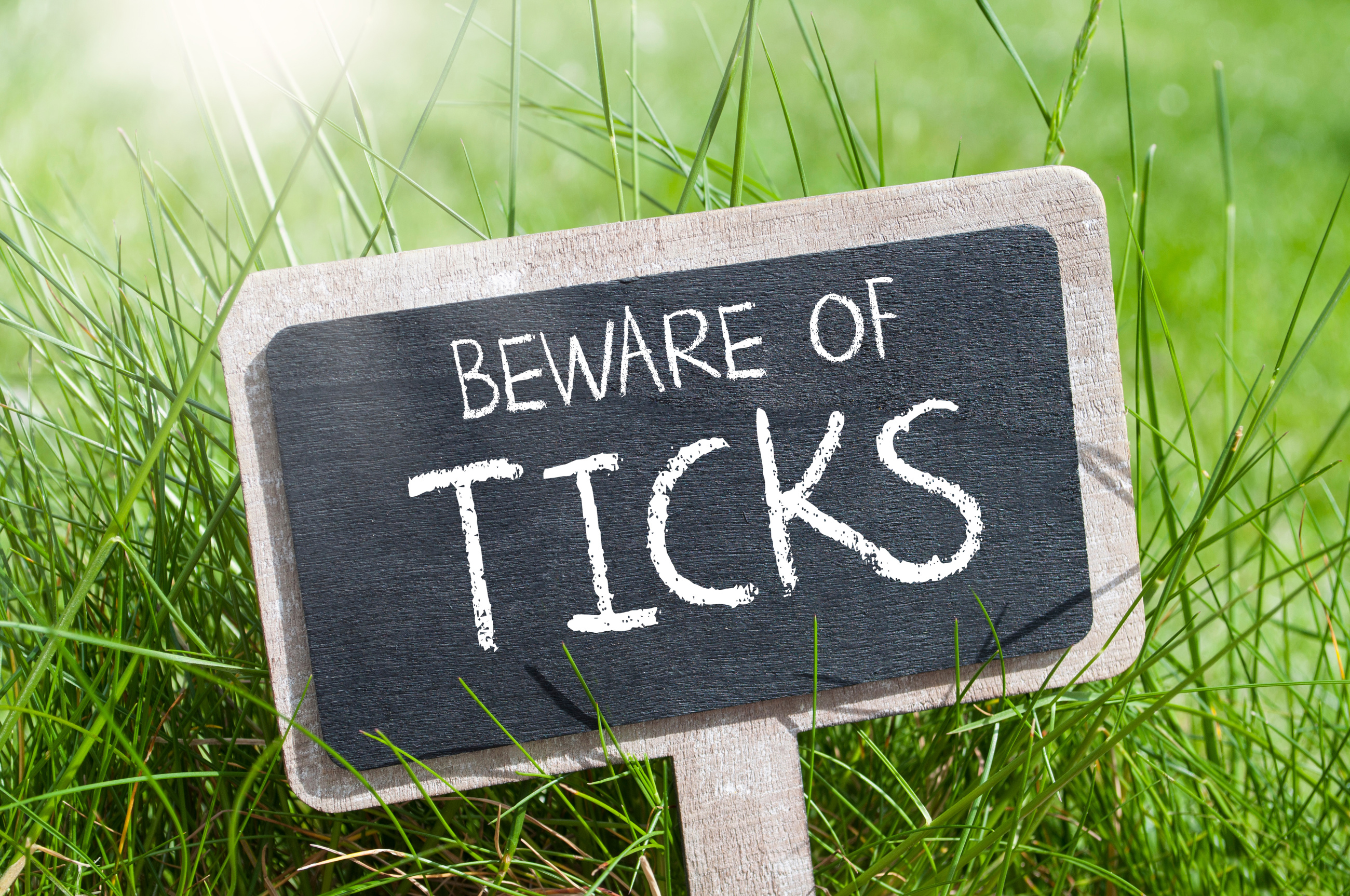 Ticks near Boston and Cape Cod