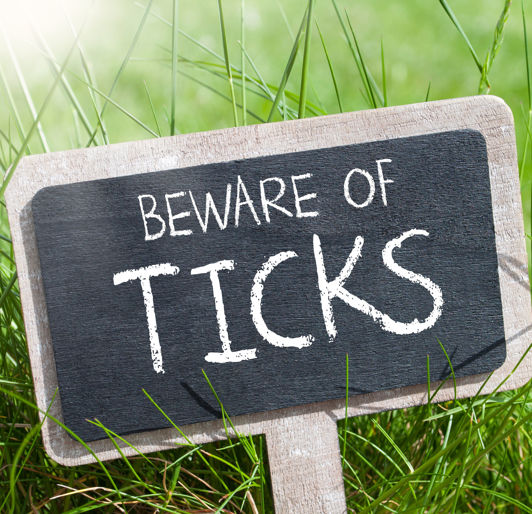 Ticks near Boston and Cape Cod