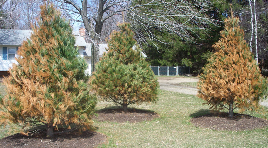 What Does Salt Damage Look Like In Trees