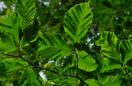 Beech Leaf Disease