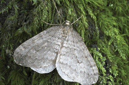 Pest And Disease Center Winter Moth Sideimage 608X341