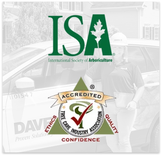 ISA Certified Arborists & Accredited Tree Care Company Img
