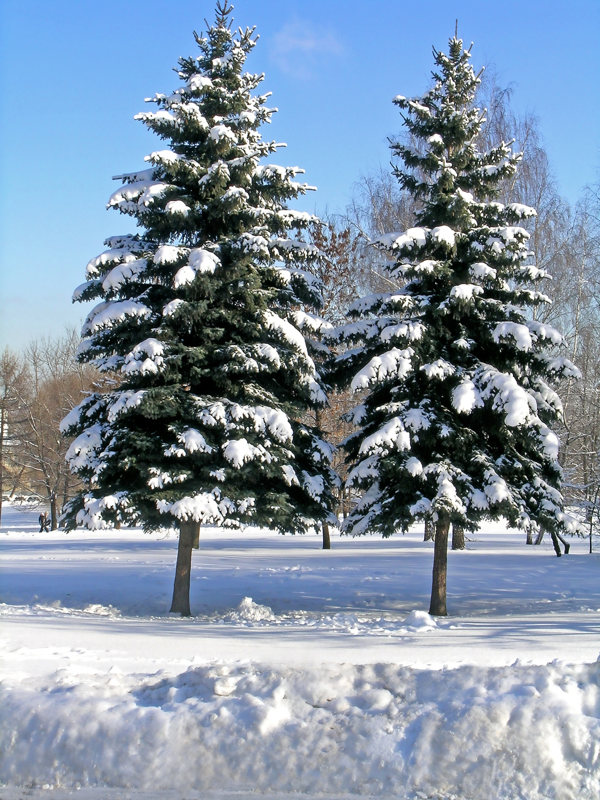 Snow Covered Evergreens