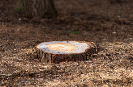 Stump
