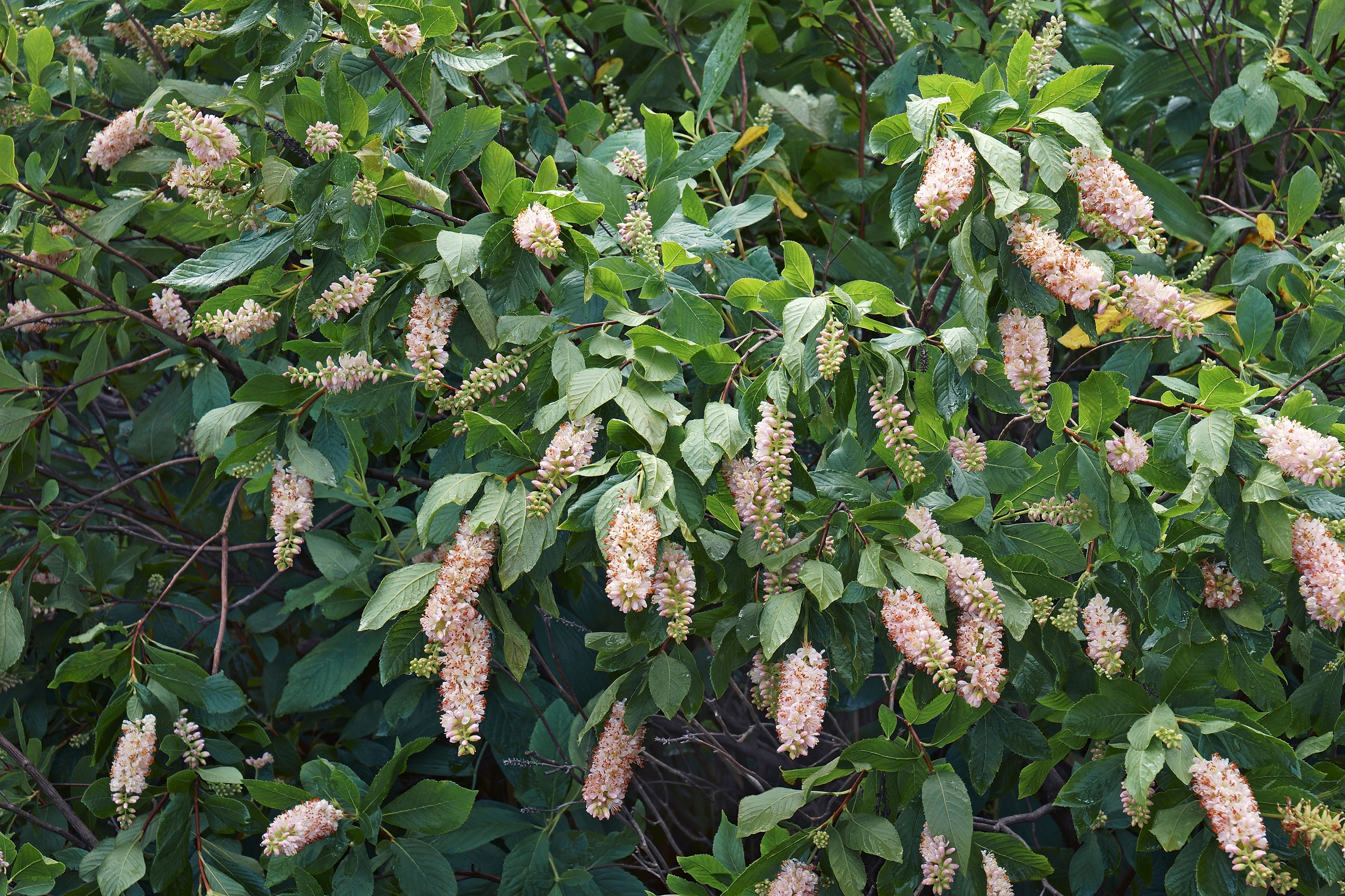 Clethra Alnifolia Shrub