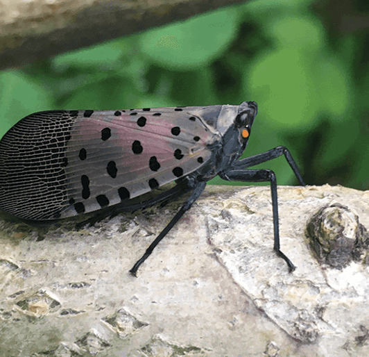Pest And Disease Center Spotted Lanternfly Banner 1440X500