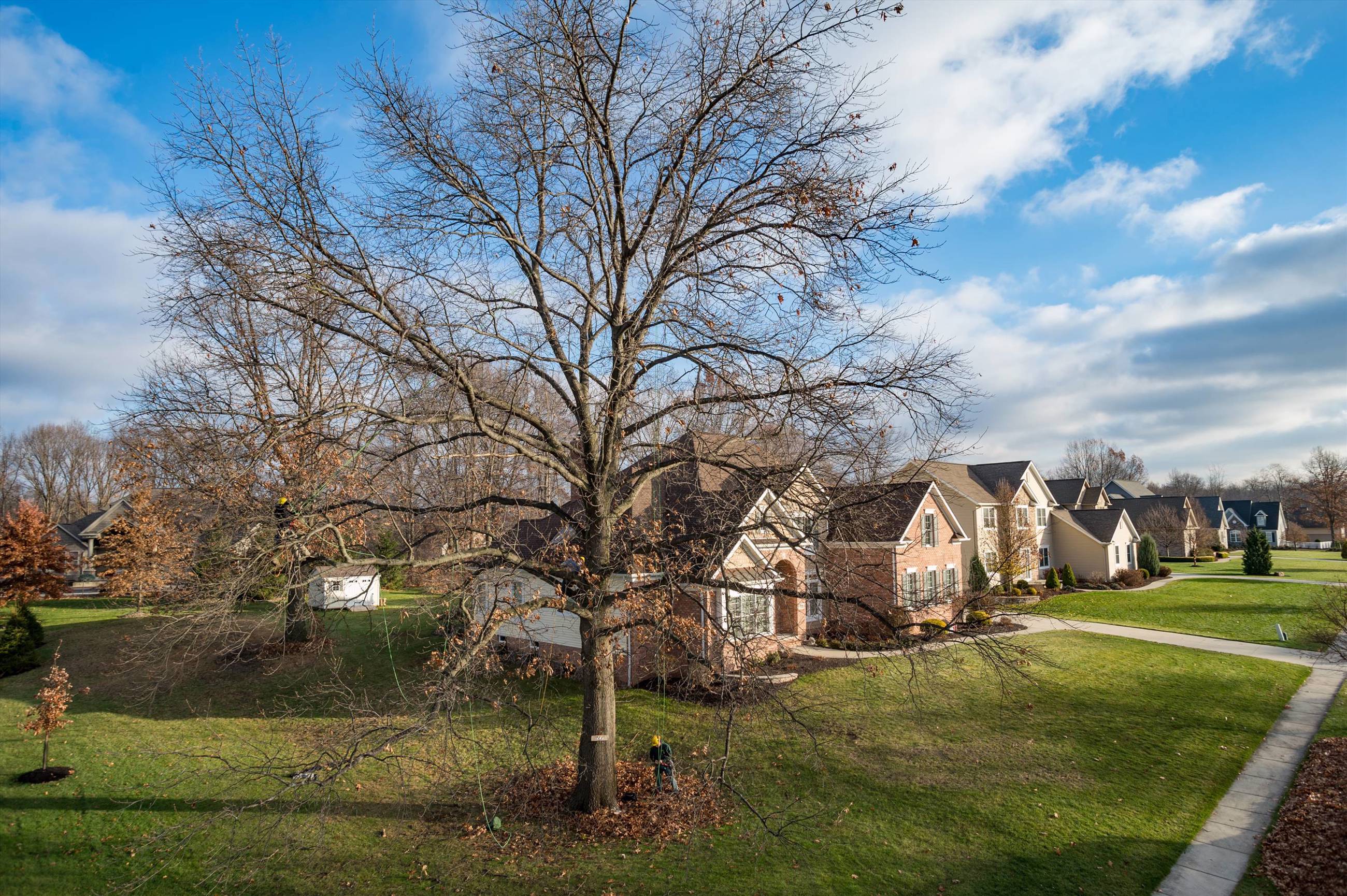 Dormant Pruning At House Davey Tree