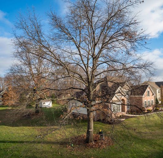 Dormant Pruning At House Davey Tree