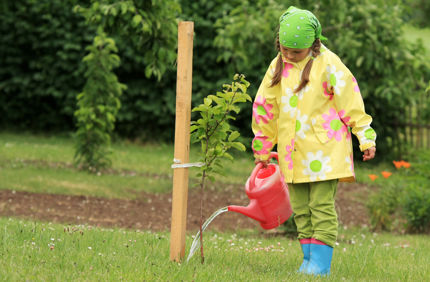 Child Watering Newly Planting Tree