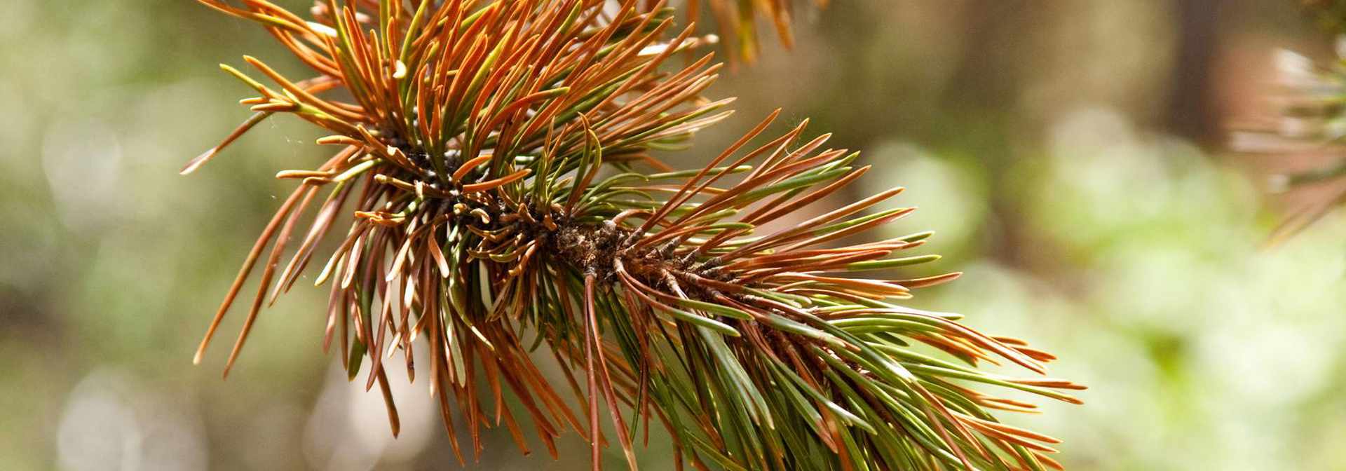 Brown Needles On Evergreen Pine Or Spruce Tree