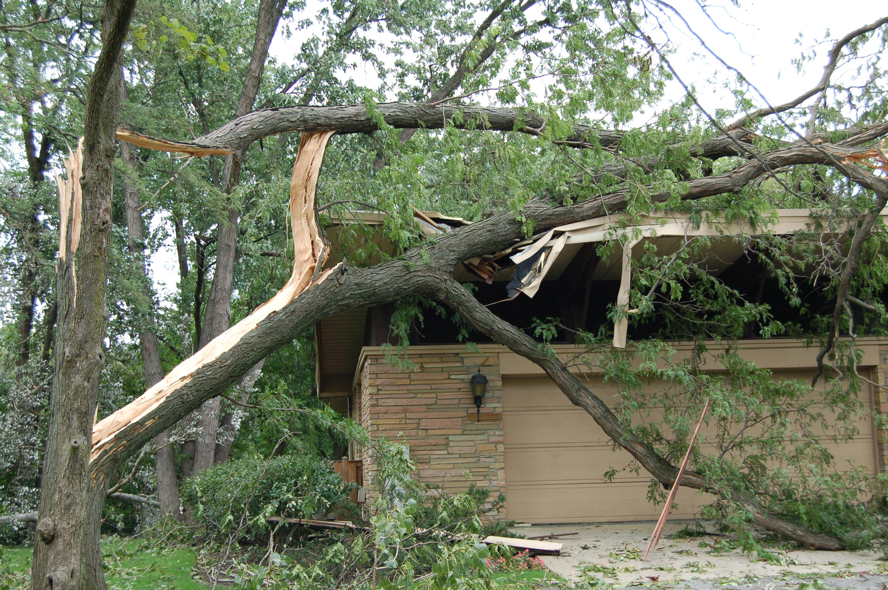 How To Prepare Trees For A Storm In Massachusetts