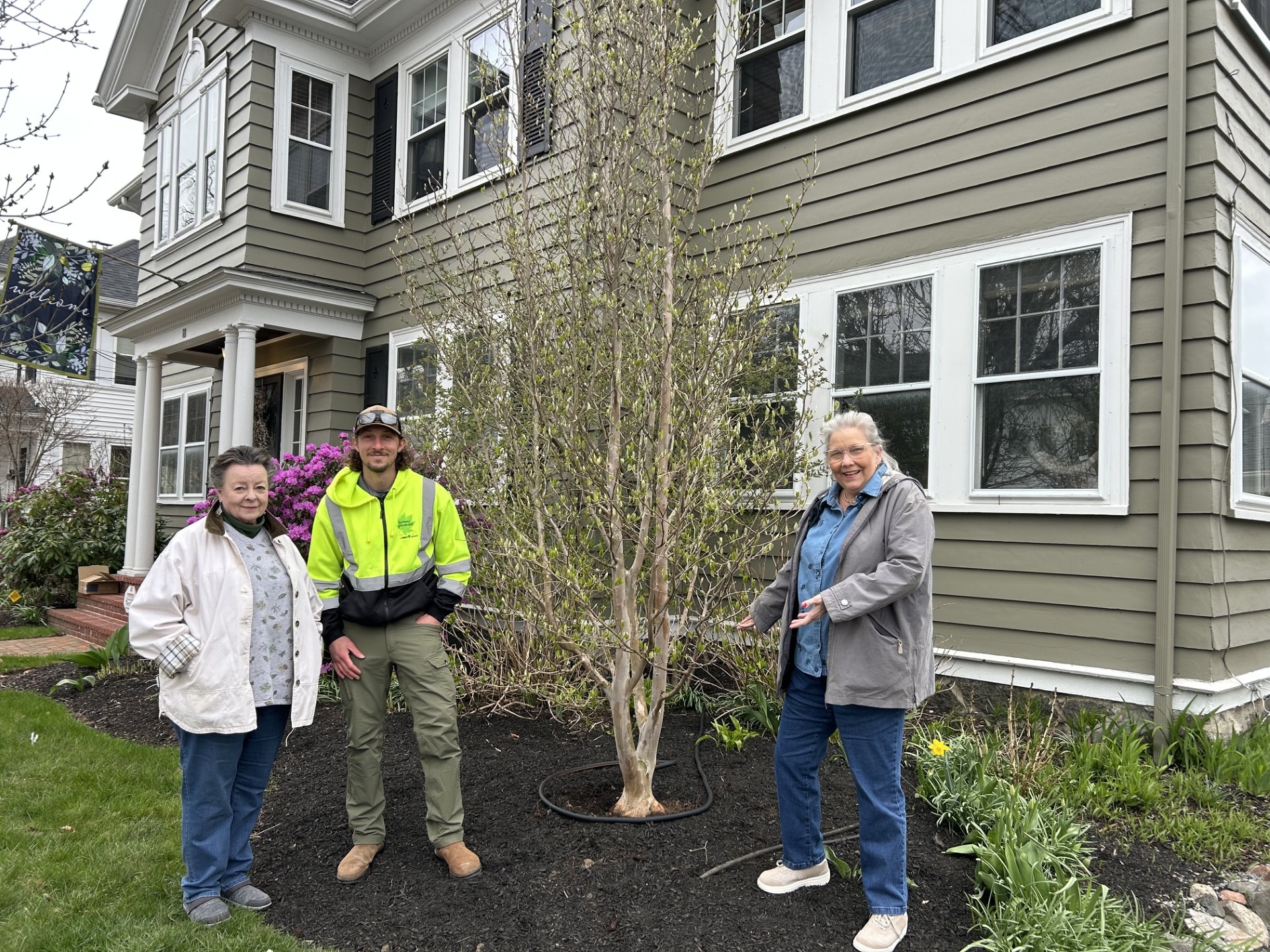 Stewartia Planting