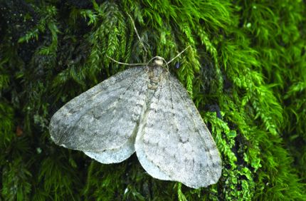 Winter Moth Final