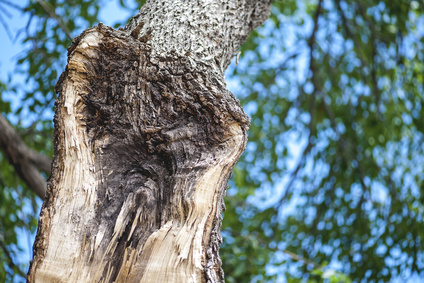Storm Damaged Trees near Boston and Cape Cod