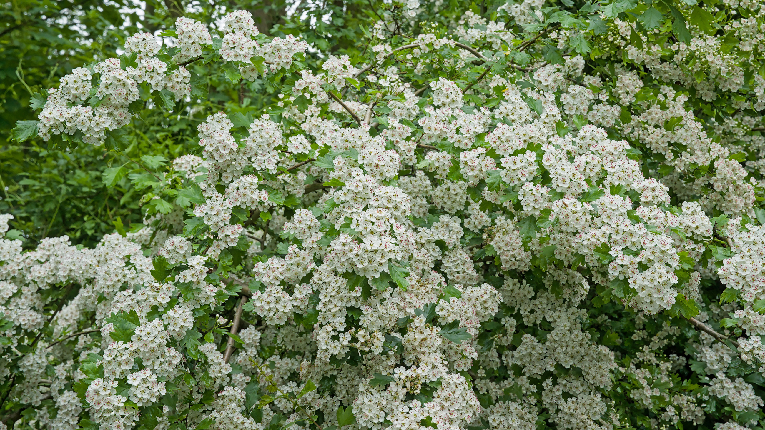 Flowering Shrub