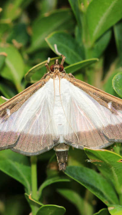 Massachusetts: Box Tree Moth & Boxwood Blight