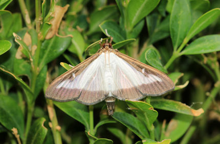 Box Tree Moth