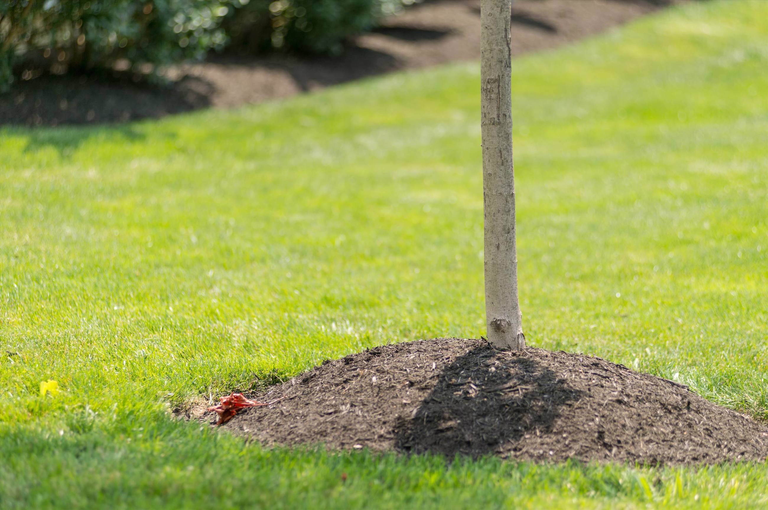 Should You Mulch Around Trees?